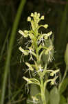 Green fringed orchid